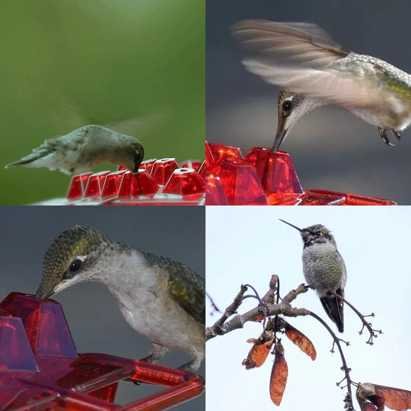 Hummingbird Feeder with Built-in Ant Moat - 30 Feeding Ports, Bee-Proof Design | Perfect Gift for Bird Lovers