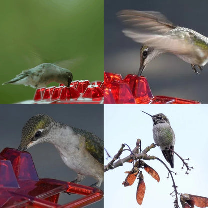 Hummingbird Feeder with Built-in Ant Moat - 30 Feeding Ports, Bee-Proof Design | Perfect Gift for Bird Lovers