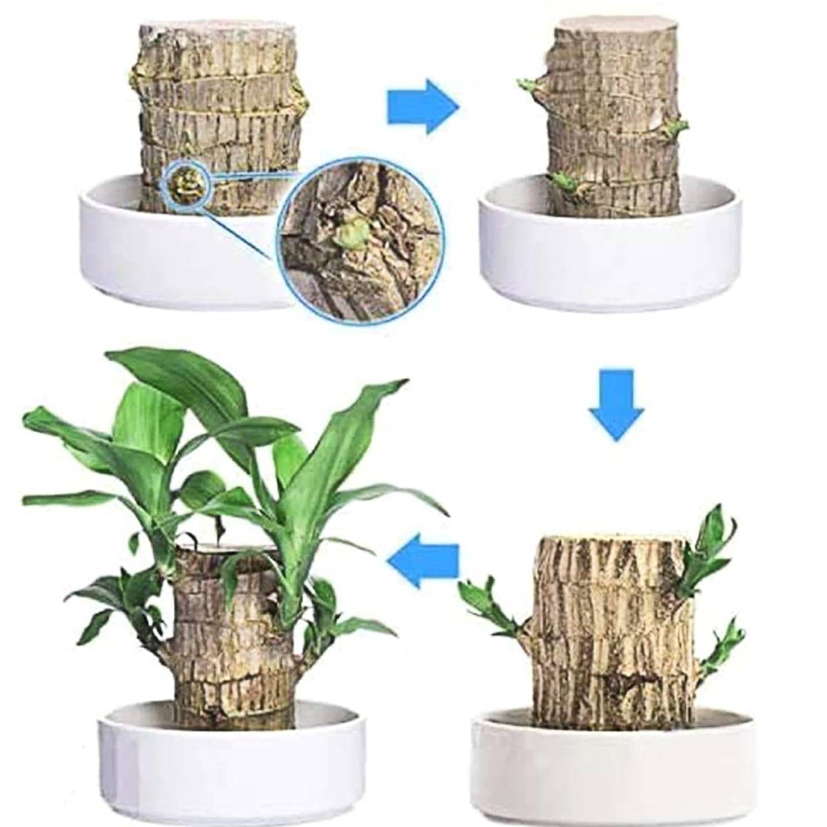 Lucky Brazilian Wood Plant - Symbol of Prosperity & Air-Purifying Indoor Decor | Low-Maintenance Bonsai for Home & Office