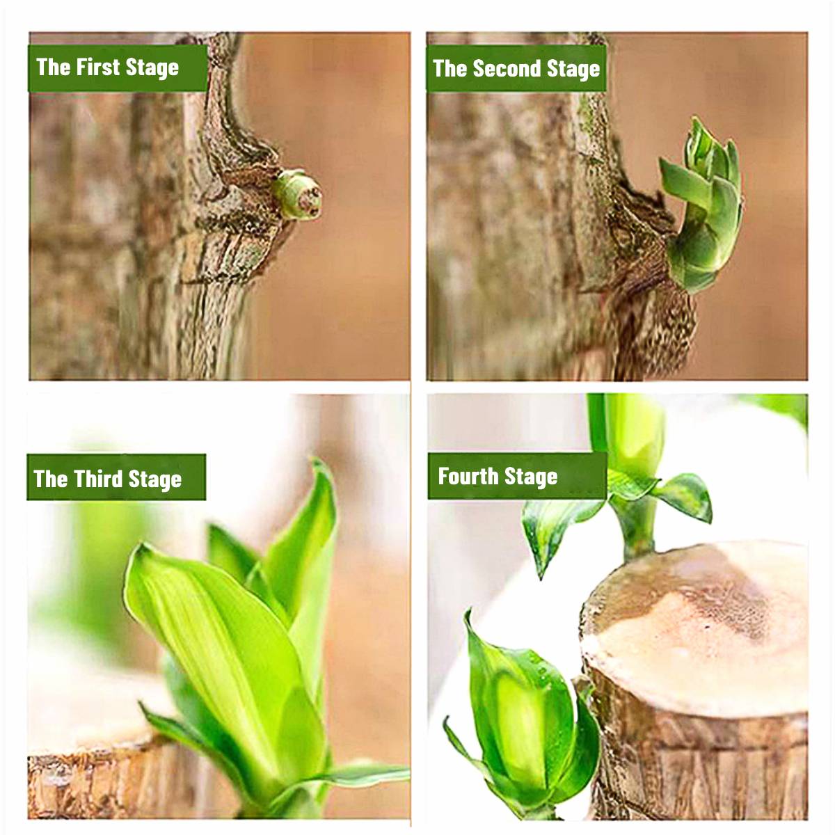 Lucky Brazilian Wood Plant - Symbol of Prosperity & Air-Purifying Indoor Decor | Low-Maintenance Bonsai for Home & Office