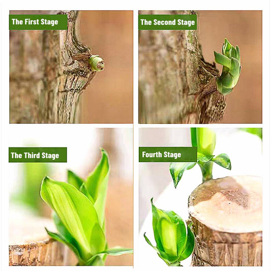 Lucky Brazilian Wood Plant - Symbol of Prosperity & Air-Purifying Indoor Decor | Low-Maintenance Bonsai for Home & Office