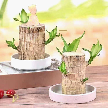 Lucky Brazilian Wood Plant - Symbol of Prosperity & Air-Purifying Indoor Decor | Low-Maintenance Bonsai for Home & Office