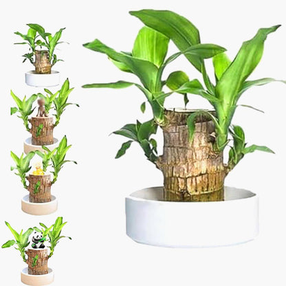 Lucky Brazilian Wood Plant - Symbol of Prosperity & Air-Purifying Indoor Decor | Low-Maintenance Bonsai for Home & Office