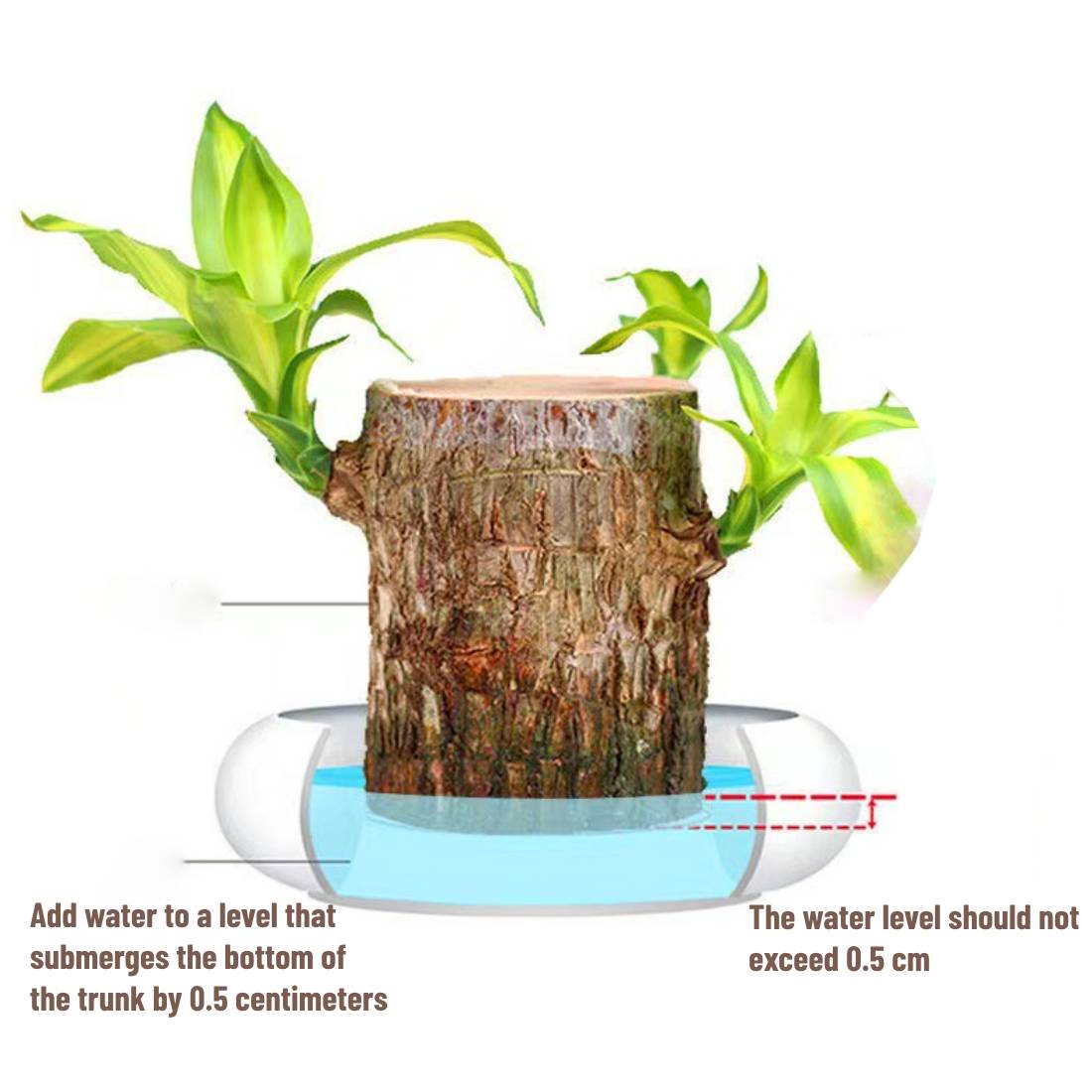 Lucky Brazilian Wood Plant - Symbol of Prosperity & Air-Purifying Indoor Decor | Low-Maintenance Bonsai for Home & Office